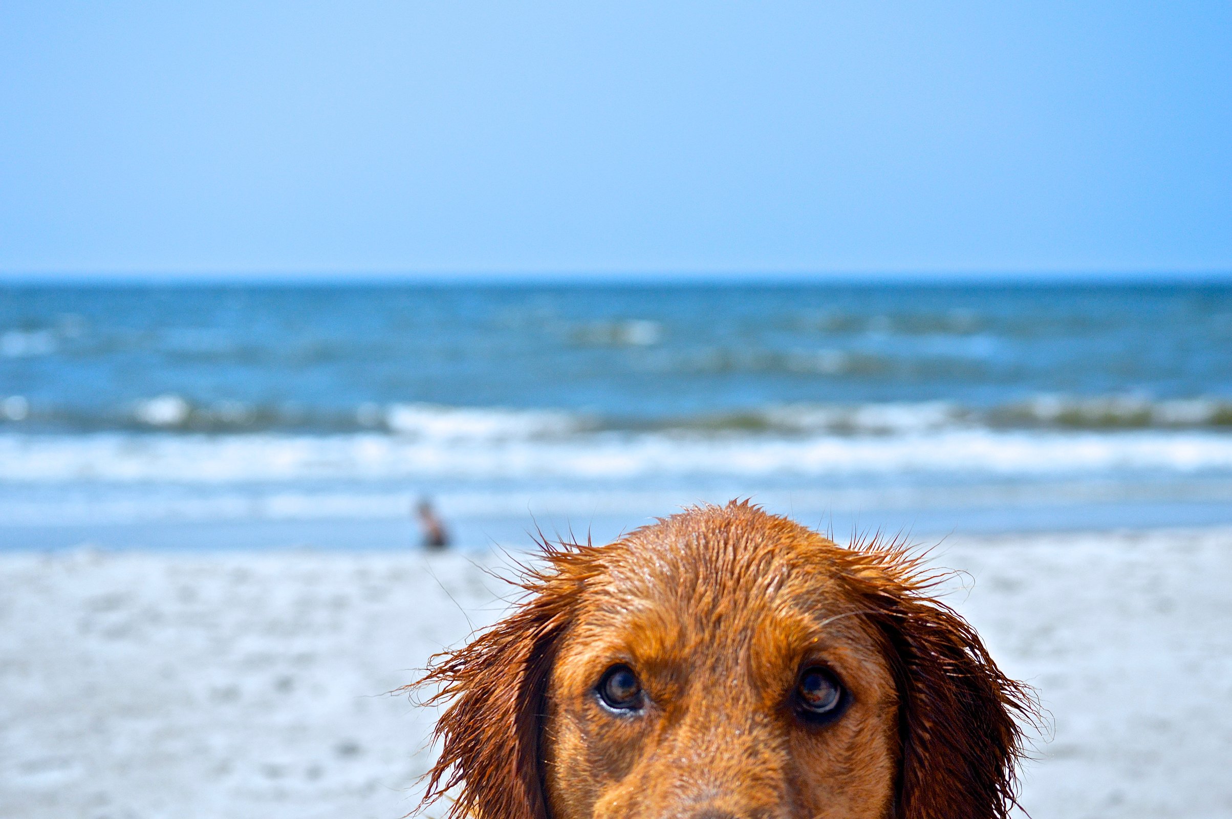 Dog at Beach