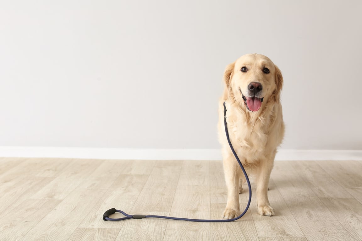 Labrador Dog with Leash Indoors