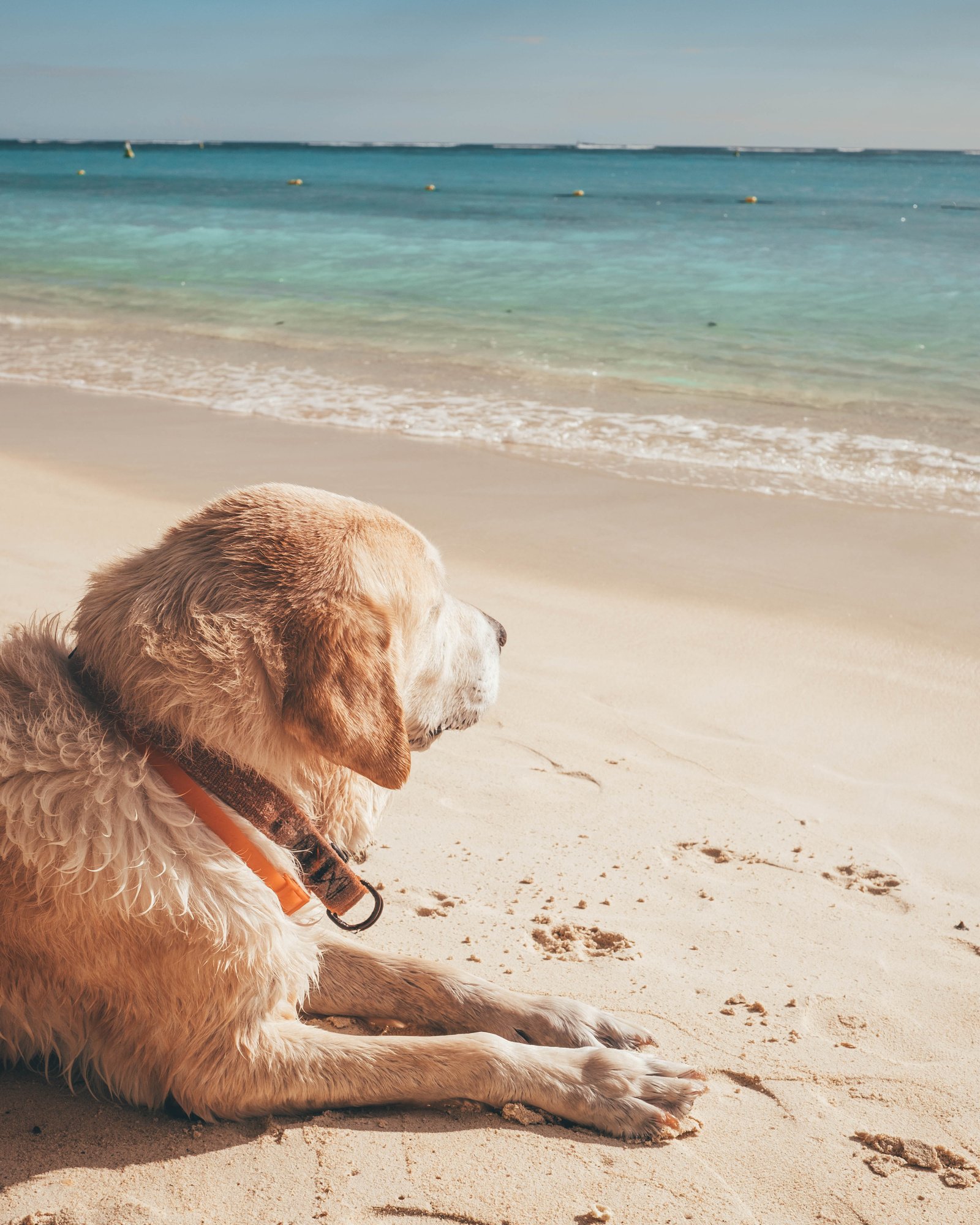 Dog on beach