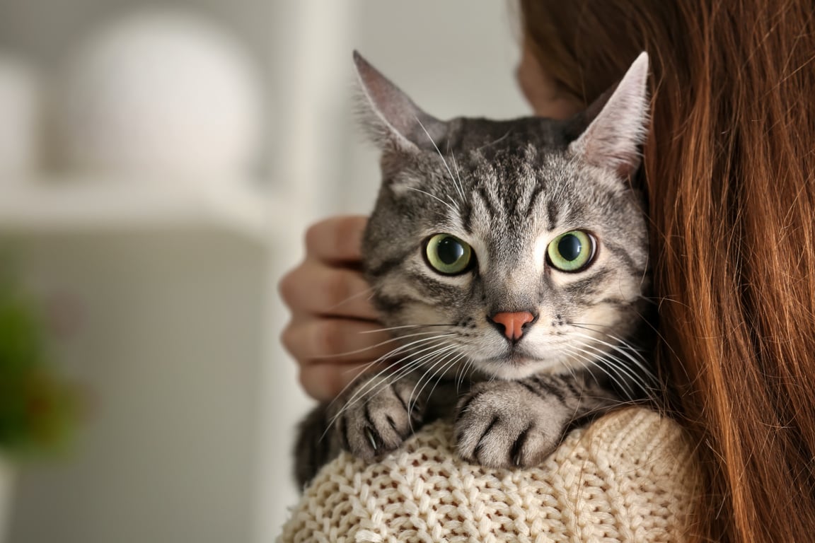 Cute Cat with Owner at Home