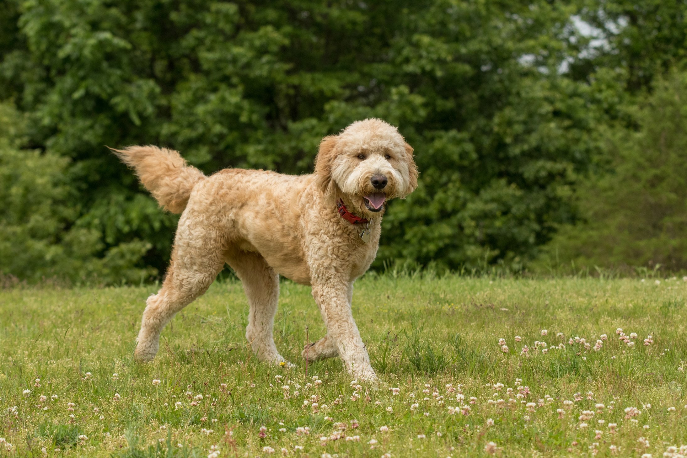 A golden doodle running in the grass